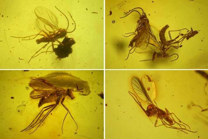 Four Detailed Fossil Flies (Diptera) In Baltic Amber #159771